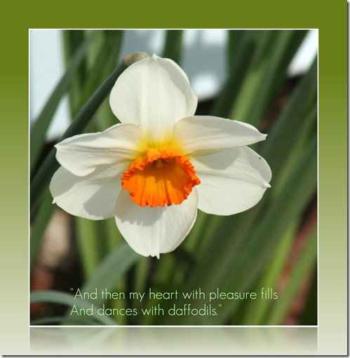 Daffodil