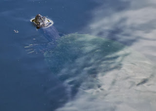 Florida red-bellied turtle (Pseudemys nelsoni)