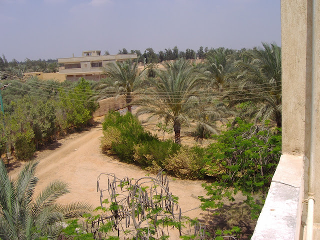 farms, farms for sale in Alsharqiya, lands, Villa, Villas, اراضى للبيع مصر, ارض للبيع, فلل, فلل للبيع, فيلا للبيع, فيلات, مزرعة فواكه, مزرعة للبيع, مزرعة ليمون نخل مانجا برتقال صيفي