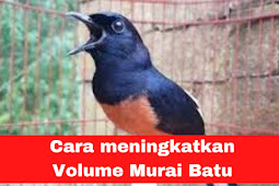 Cara meningkatkan Volume Murai Batu, Berikan 9 Terapi Ini