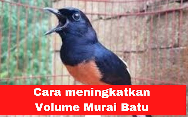 cara-meningkatkan-volume-murai-batu