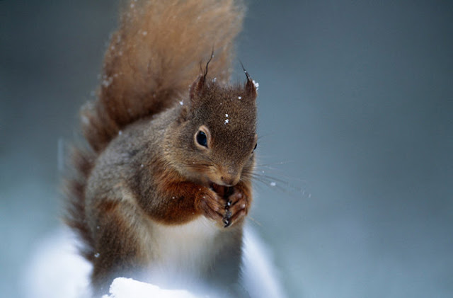 Wow! Lindas fotos de animais selvagens