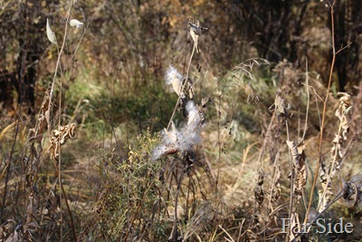 Milkweed  Along the road