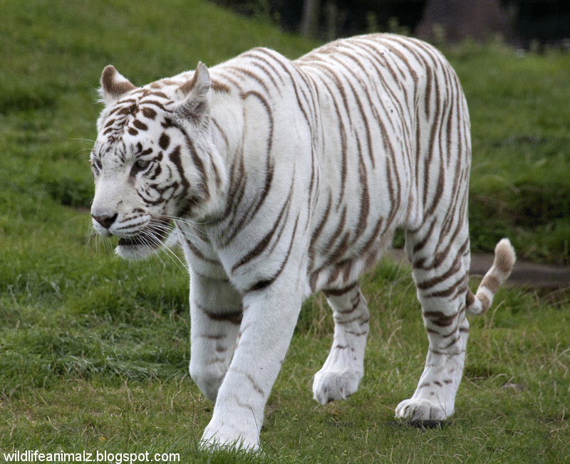 Wild animal safari delhi la