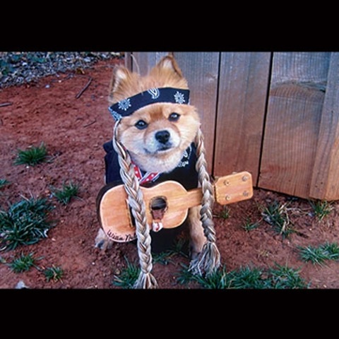 pet1