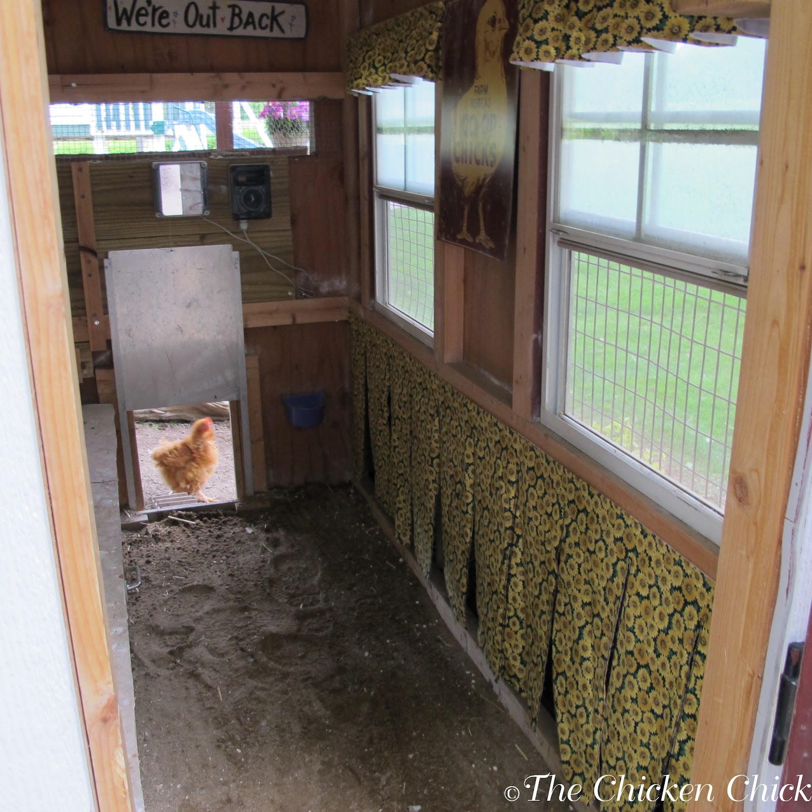 Sand for chicken coop bedding works brilliantly, keeping chickens ...