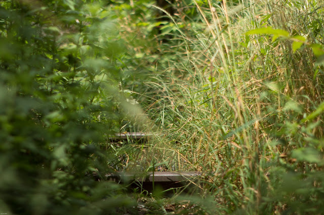 Grass Covered Subway Train Tracks