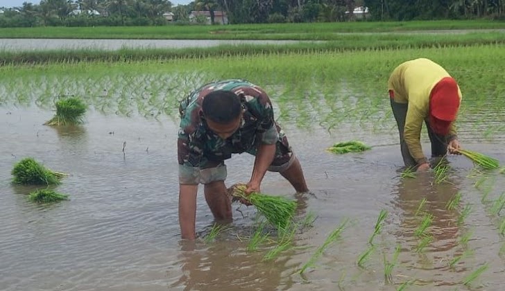 INILAH Dukung Ketahanan Pangan, Babinsa Koramil 1426-02/Polsel Bantu Petani Tanam Padi