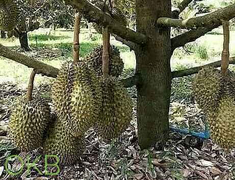 gambar pohon durian montong berbuah lebat