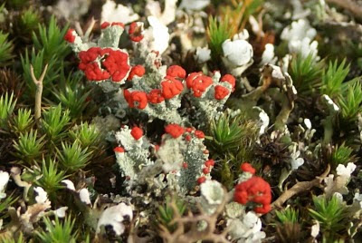 - Rode Heidelucifer - Cladonia floerkeana