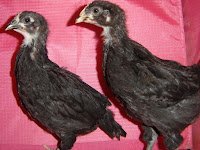 Younger Australorp