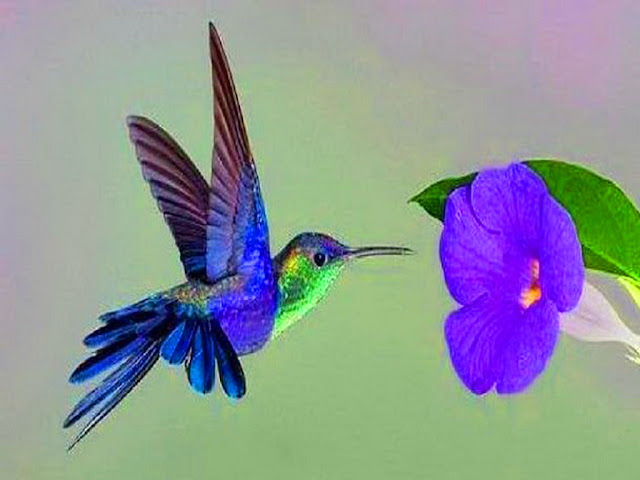 Humming Bird Pictures