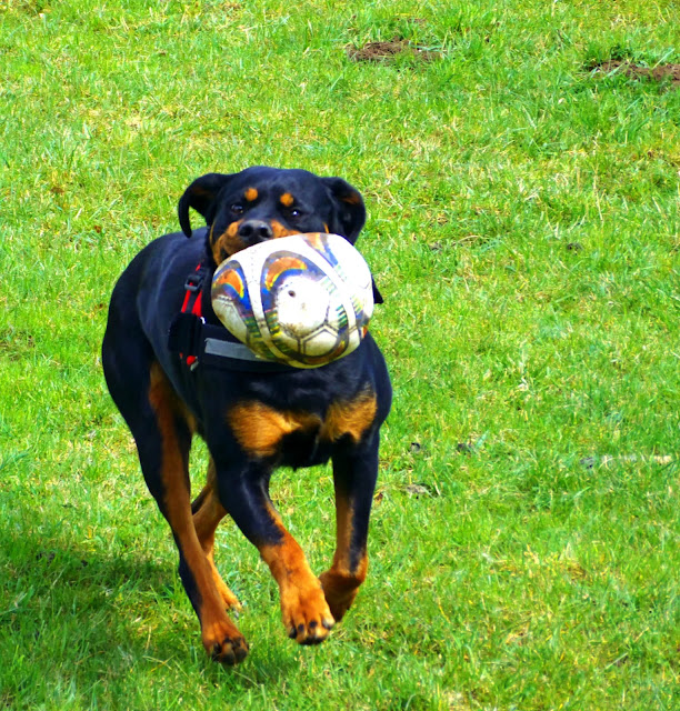 blue heeler mixed with rottweiler