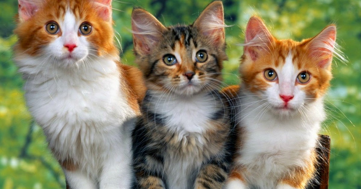 Gambar Kucing Imut dan Lucu | Kumpulan Gambar