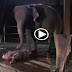 Elephant Give Birth