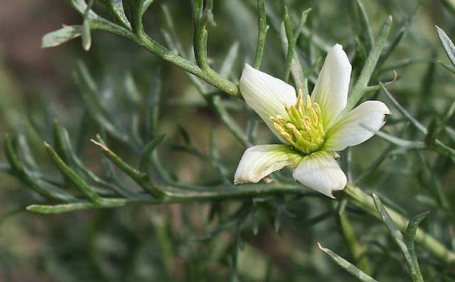 Peganum Harmala Flowers Pictures