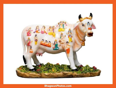 Gau Mata Images Download