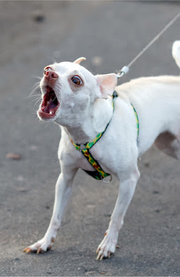 Trainers need to build people's confidence in working with reactive dogs, according to this study on what influences the use of positive reinforcement. Photo shows reactive white dog.
