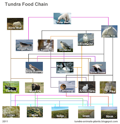 Bath Stickers on Chinchillas Food Chain