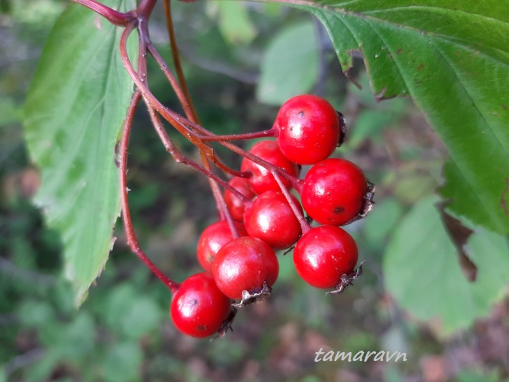 Боярышник крупноколючковый (Crataegus macracantha)