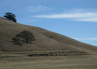 Cattle march in two straight lines on the lower slope of a hill, Gilroy, California