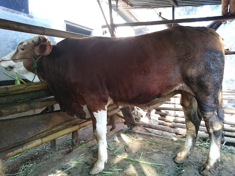 23+ Gambar Sapi Keren