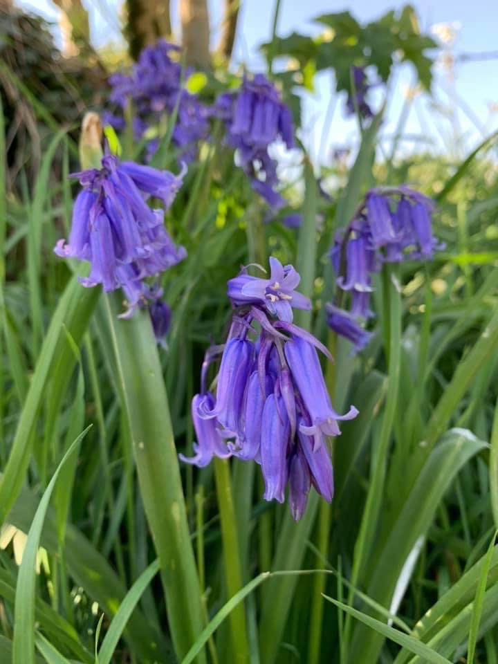 purple flowers