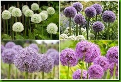 Alliums Mix Alliums Mix