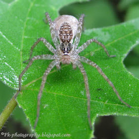 Spider With Egg Sac