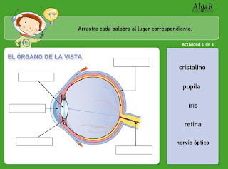  el órgano de la vista