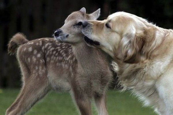 cute animals kissing