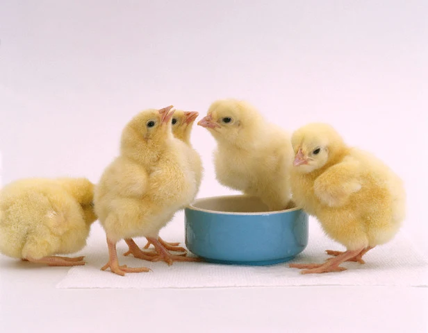 Anak Ayam di dalam Cangkang Telur