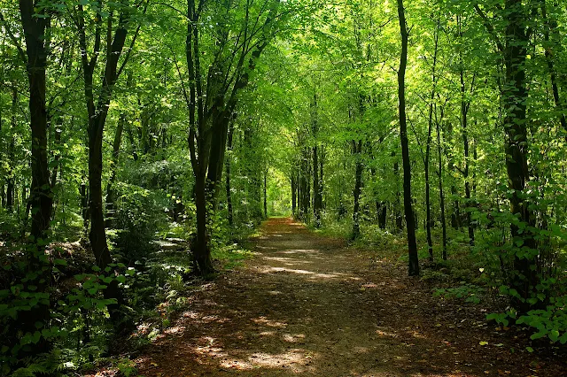 Saryeoni Forest Trail A Hidden Gem of Jeju Island