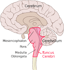 brain function