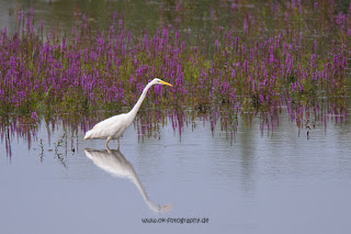 Wildlifefotografie Silberreiher Lippeaue Olaf Kerber