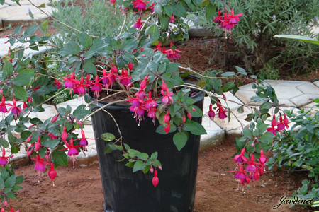 Fuchsia hybrida