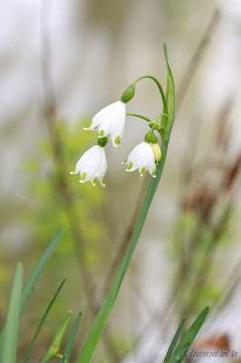 nivéole fleurs blanche