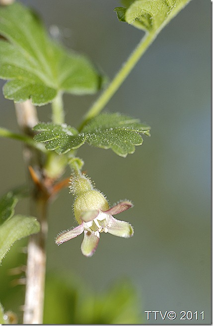 mansikka leppis 019