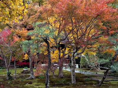 Autumn leaves: Chojyu-ji