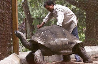 Kura Kura Aldabra