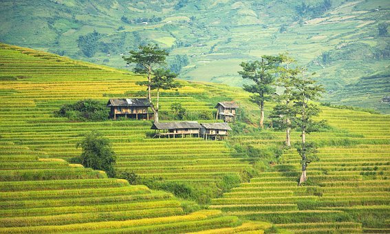 Tegallalong Rice Terrace