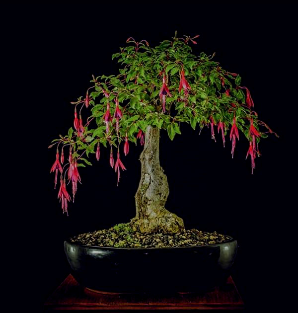 Gambar Bonsai Lampion (anting india)