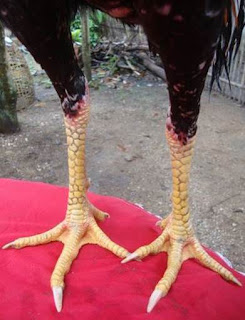 cock legs or chicken legs at a gamecock rooster