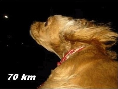 Ini Yang Terjadi Ketika Anjing dalam Mobil Berkecepatan Tinggi