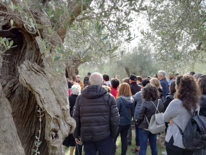 Basilicata: al via la 'Camminata tra gli olivi'