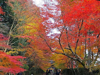 裏参道の鮮やかな「紅葉のトンネル」。