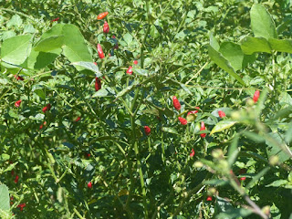 Capsicum annuum - Piment rouge