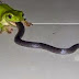 Frog trying to eat snake Video ! (SHOCKING) 