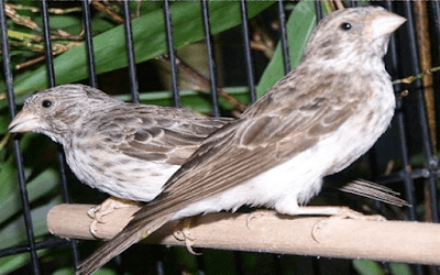 burung sanger sepasang