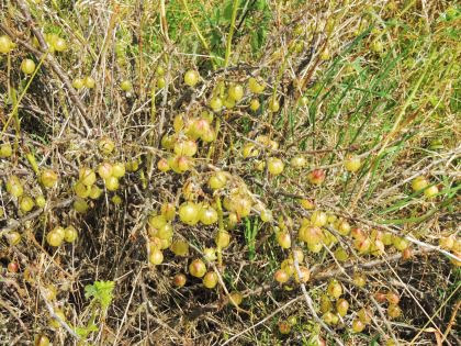 Stachelbeeren